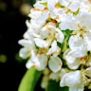 Meet your Posher, Bevin